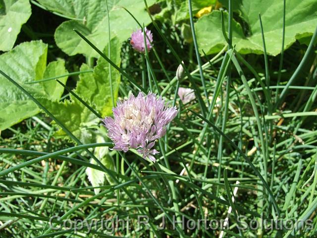 Chives flower